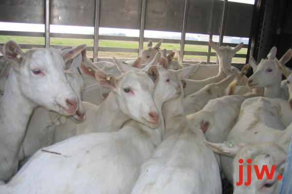 White Saanen Goats