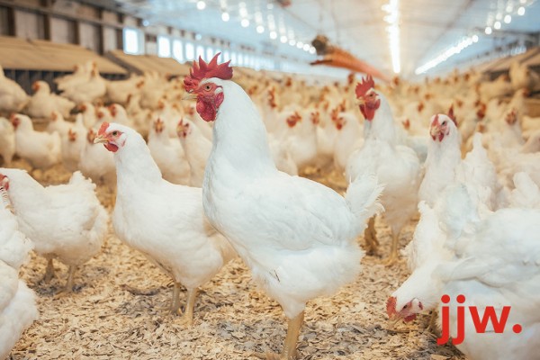 Live Chicken/Poultry farming for Egg and Meat Production