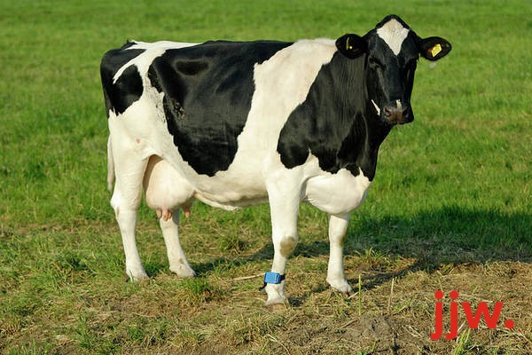 Pregnant Holstein Heifers