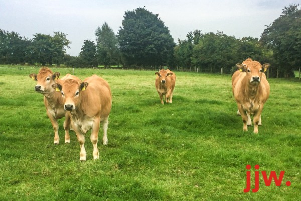 Aubrac Cattle