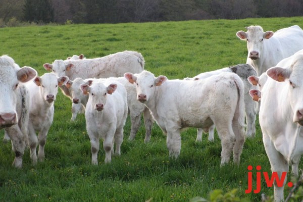 Charolais Cattle